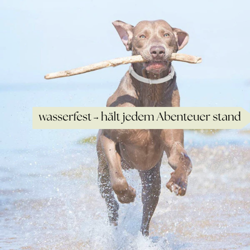 Floh- & Zeckenschutz-Halsband: Der natürliche Rundumschutz