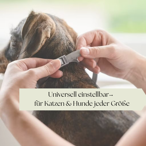 Floh- & Zeckenschutz-Halsband: Der natürliche Rundumschutz
